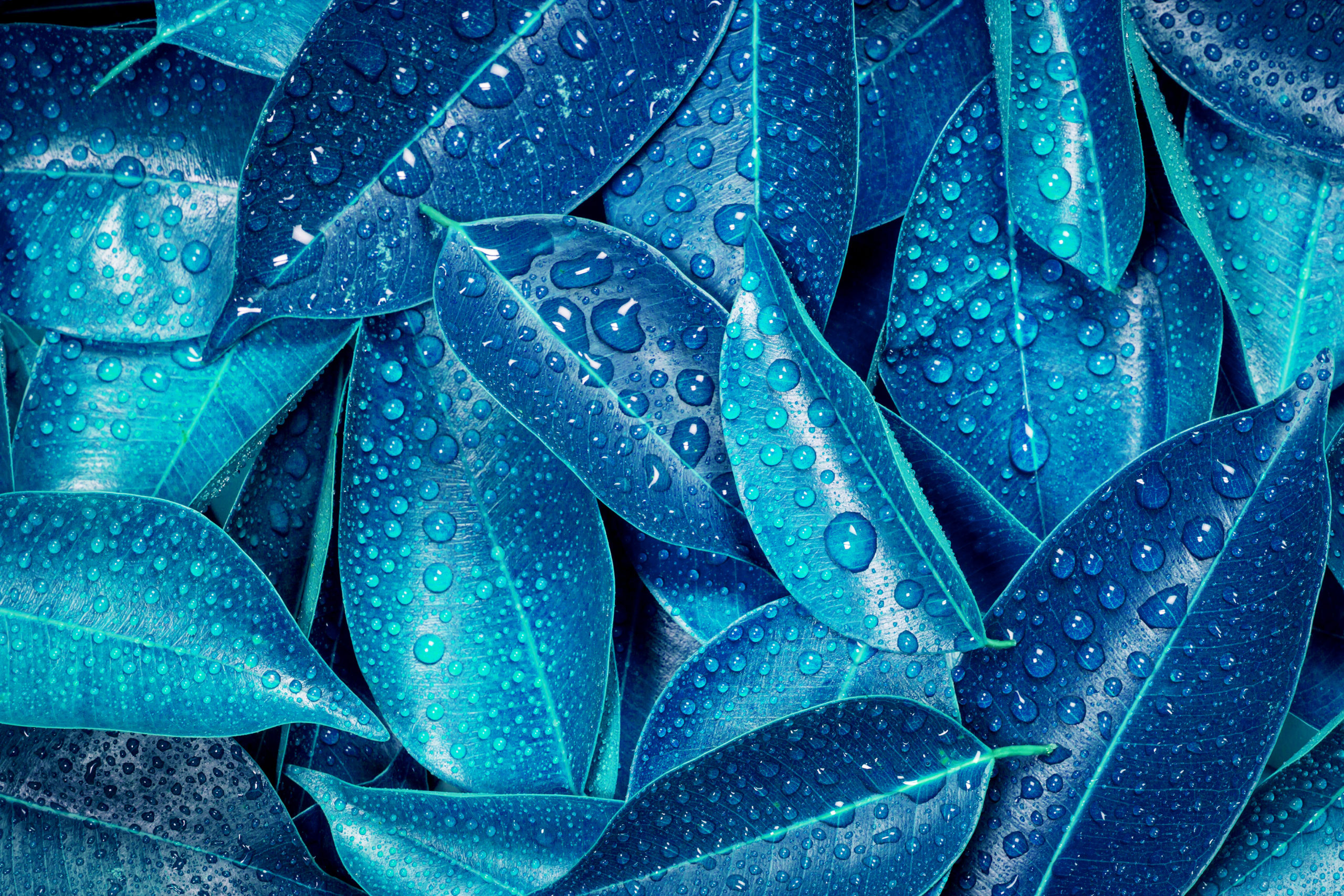 Wet Fresh tropical blue leaves background - NMG Consulting