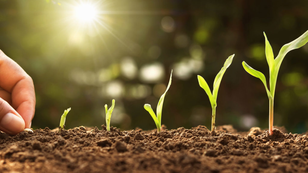 hand planting corn seed of marrow in the vegetable garden with sunshine hand planting corn seed of marrow in the vegetable garden with sunshine
